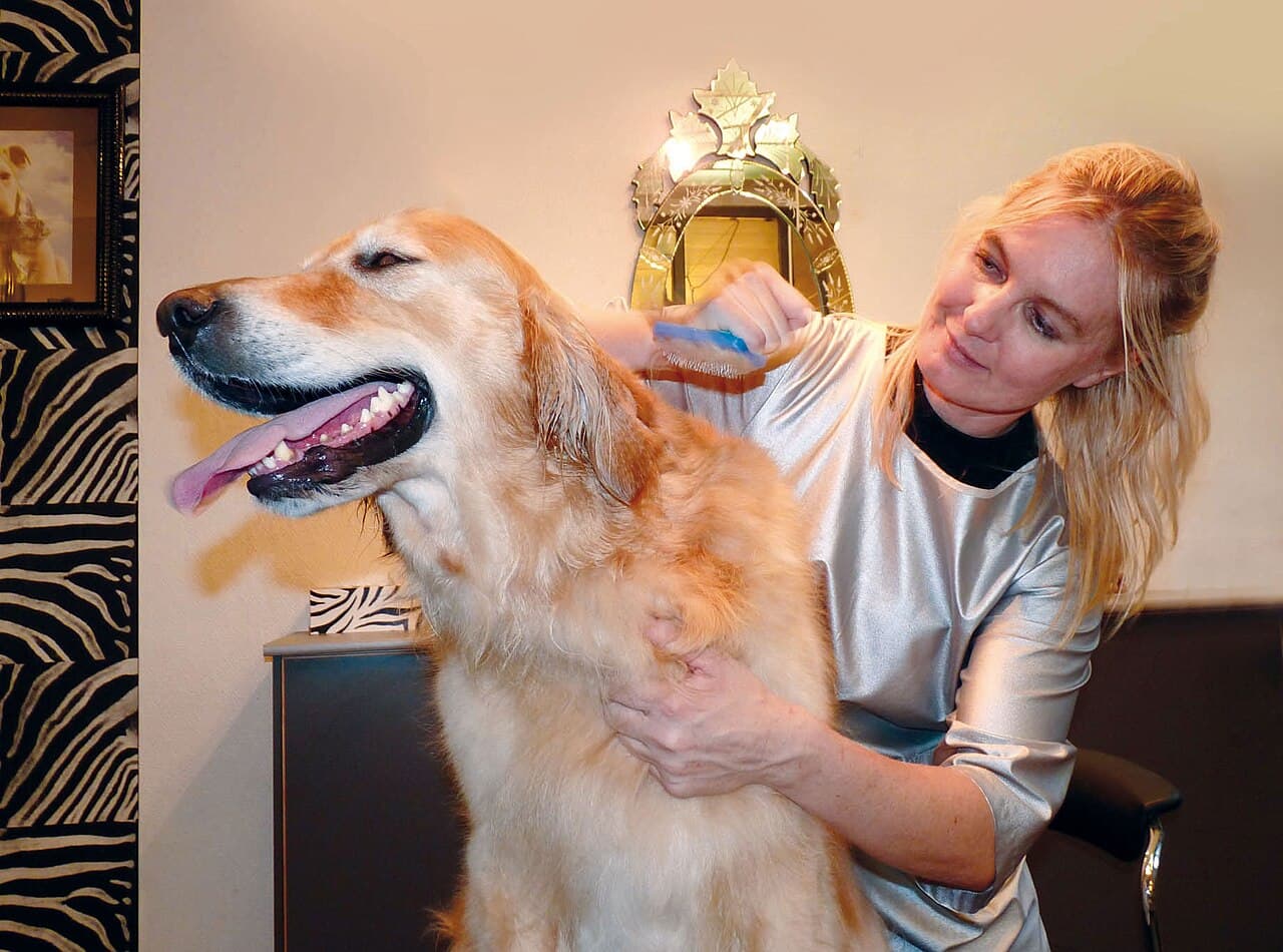 Perro disfrutando de un baño en Chuli Pets
